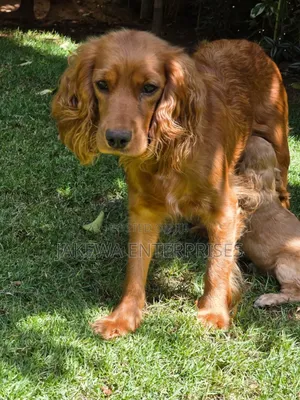 1-3 months Male Purebred Cocker Spaniel