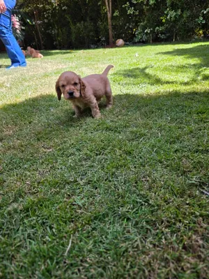 1-3 months Male Purebred Cocker Spaniel