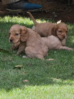 1-3 months Male Purebred Cocker Spaniel