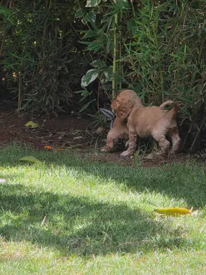 1-3 months Male Purebred Cocker Spaniel