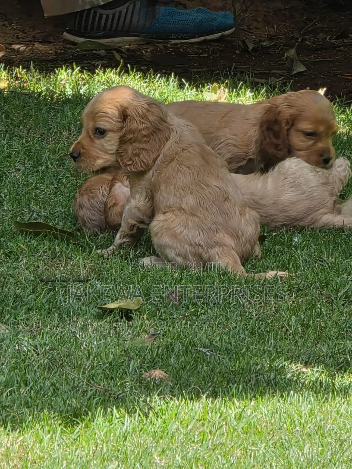 1-3 months Male Purebred Cocker Spaniel