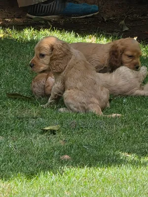 1-3 months Male Purebred Cocker Spaniel