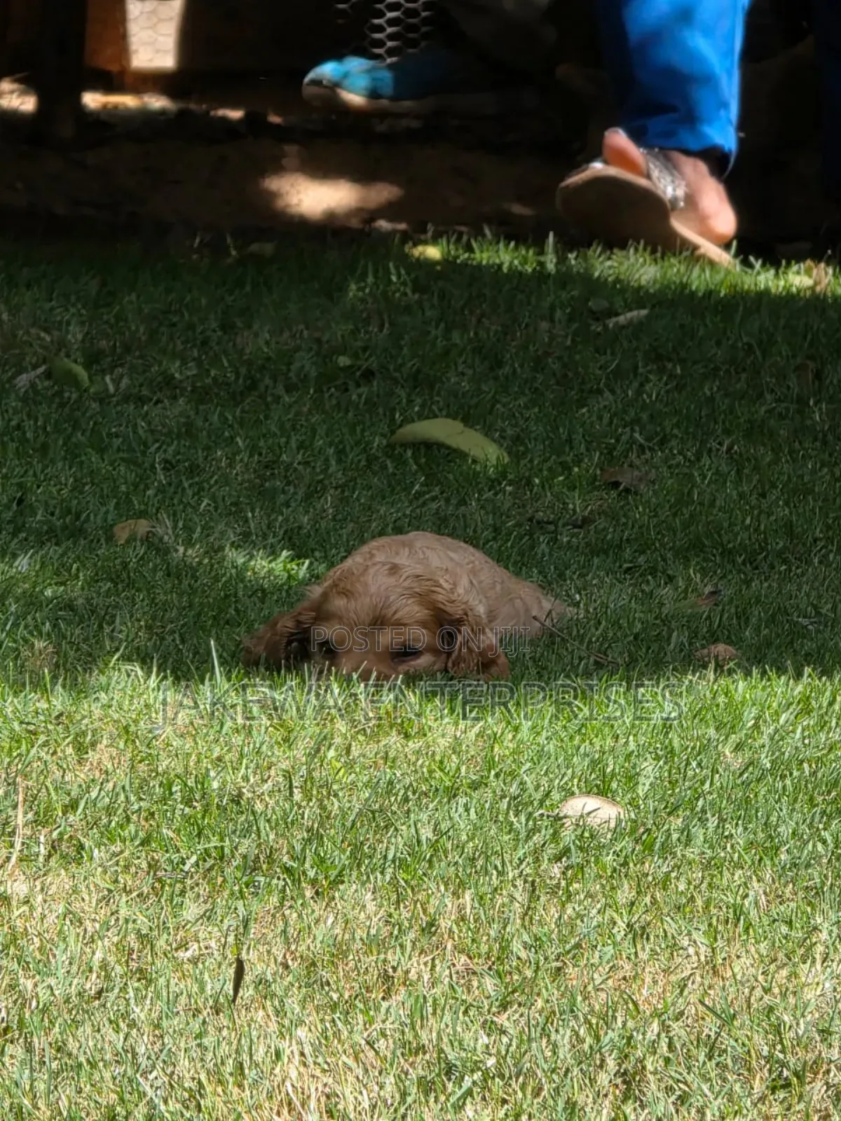 1-3 months Male Purebred Cocker Spaniel