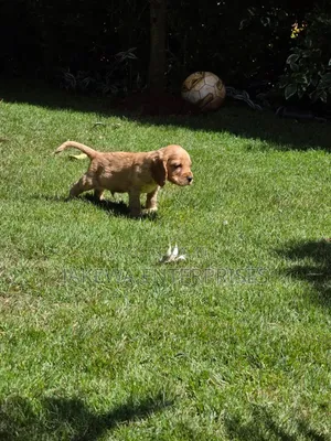 1-3 months Male Purebred Cocker Spaniel