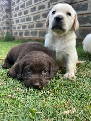 1-3 months Male Purebred Labrador Retriever