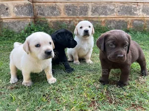 1-3 months Male Purebred Labrador Retriever