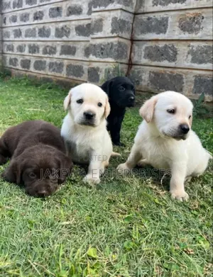 1-3 months Female Purebred Labrador Retriever