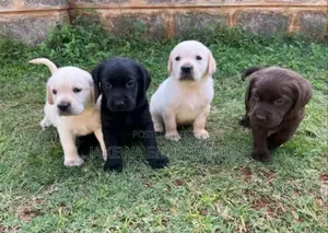 1-3 months Male Purebred Labrador Retriever