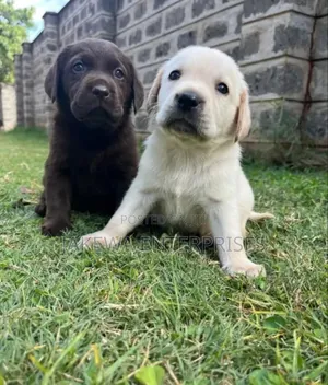 1-3 months Female Purebred Labrador Retriever