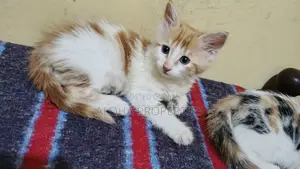 1-3 months Female Mixed Breed American Shorthair