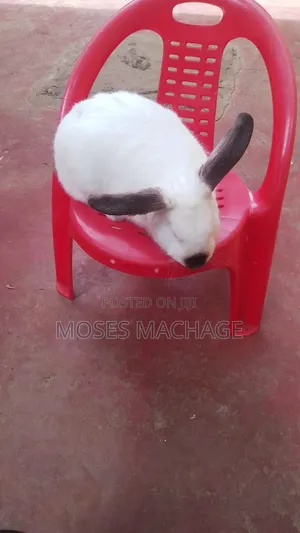 Hybrid Rabbits
