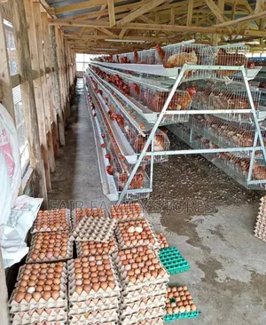 Chicken Cages 128 Birds