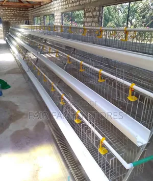Chicken Cages For 128 Birds,Comes With An Automatic