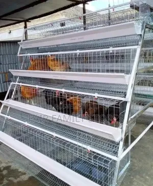 Chicken Cage for 124 Birds