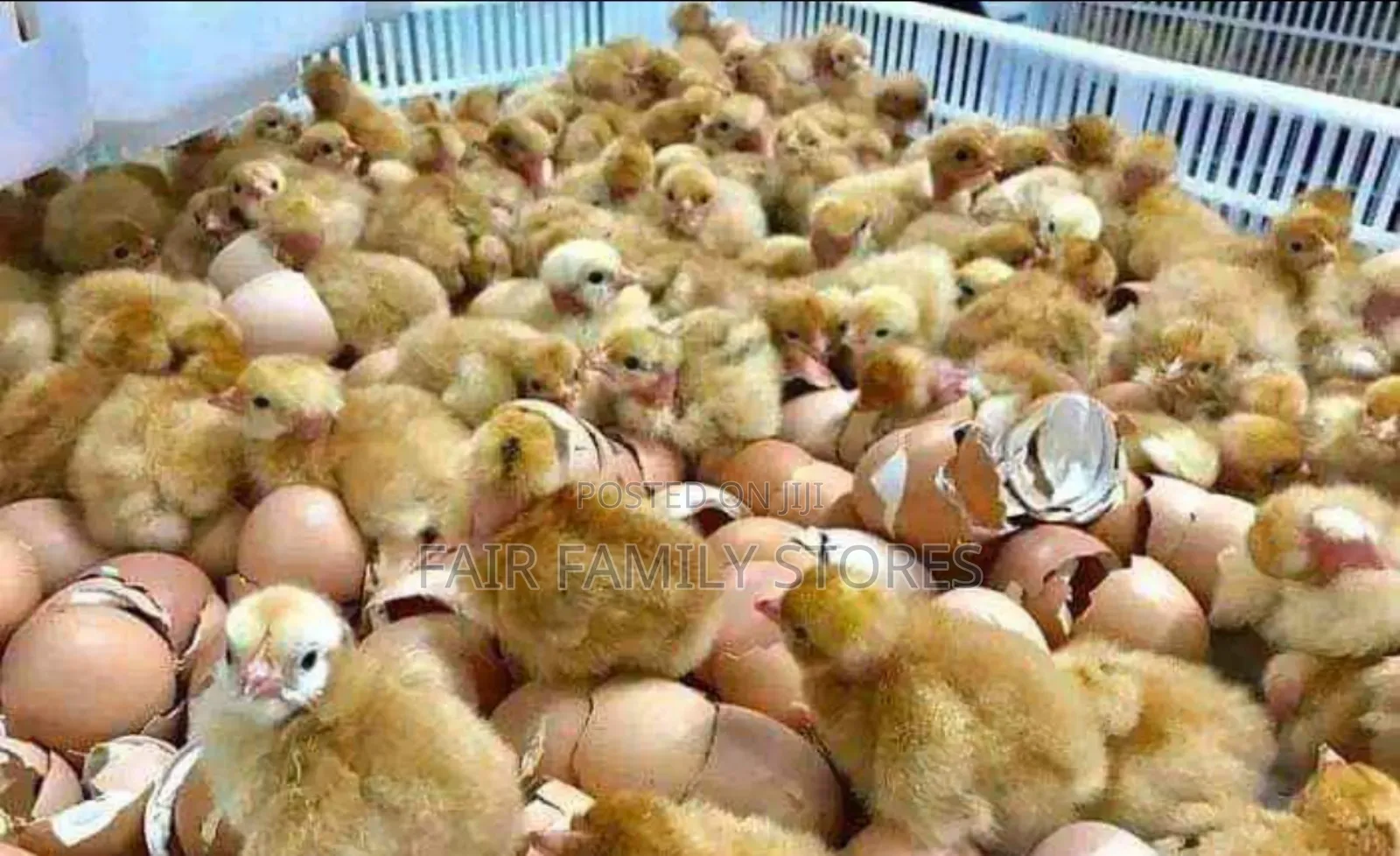 Egg Incubator 64 Egg