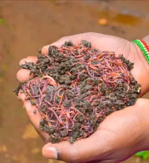 Live Red Wiggler Worms for Vermicompost