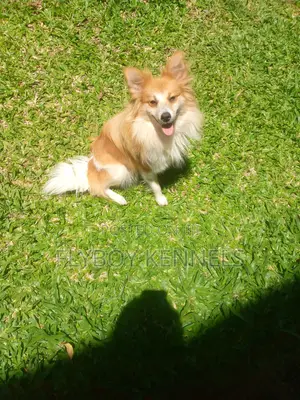 1+ year Female Purebred Japanese Spitz