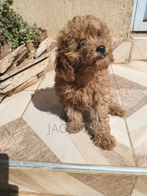 1-3 months Female Purebred Poodle