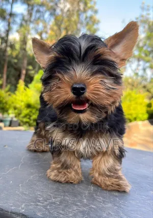 1-3 months Male Purebred Yorkshire Terrier