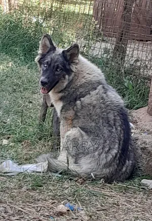 6-12 months Male Purebred German Shepherd