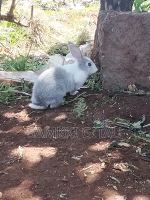Rabbit Farming