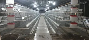 Chicken Cages