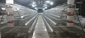 Chicken Cages