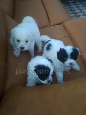1-3 months Male Purebred Havanese