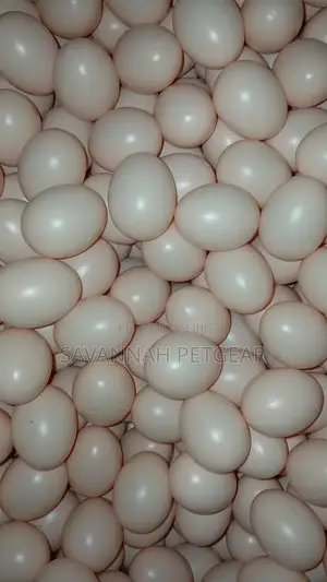 Dummy/Egg-Shaped Art Objects Also Used in Chicken Husbandry