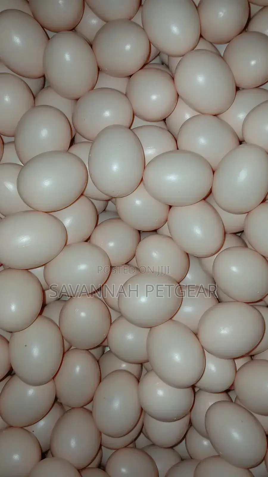 Dummy/Egg-Shaped Art Objects Also Used in Chicken Husbandry