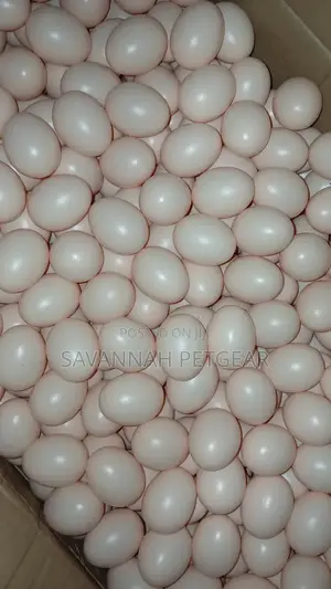Dummy/Egg-Shaped Art Objects Also Used in Chicken Husbandry