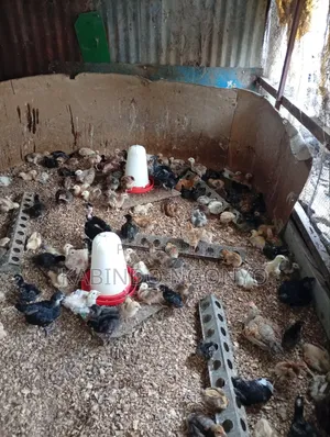 Three Weeks Old Chicks