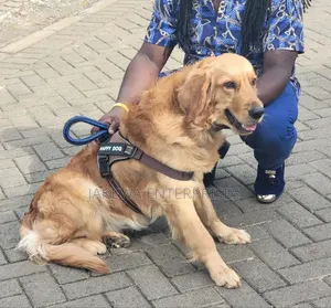 Golden Retriever Stud Service