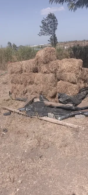 Clean Baled Grass.