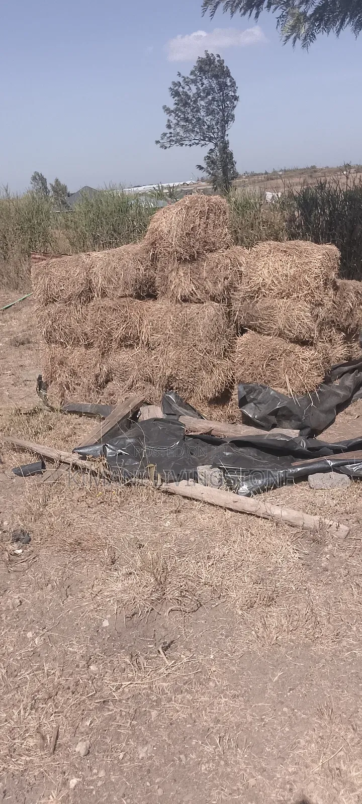 Clean Baled Grass.