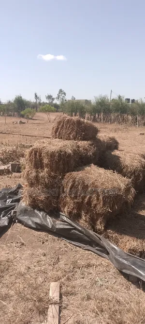 Clean Baled Grass.