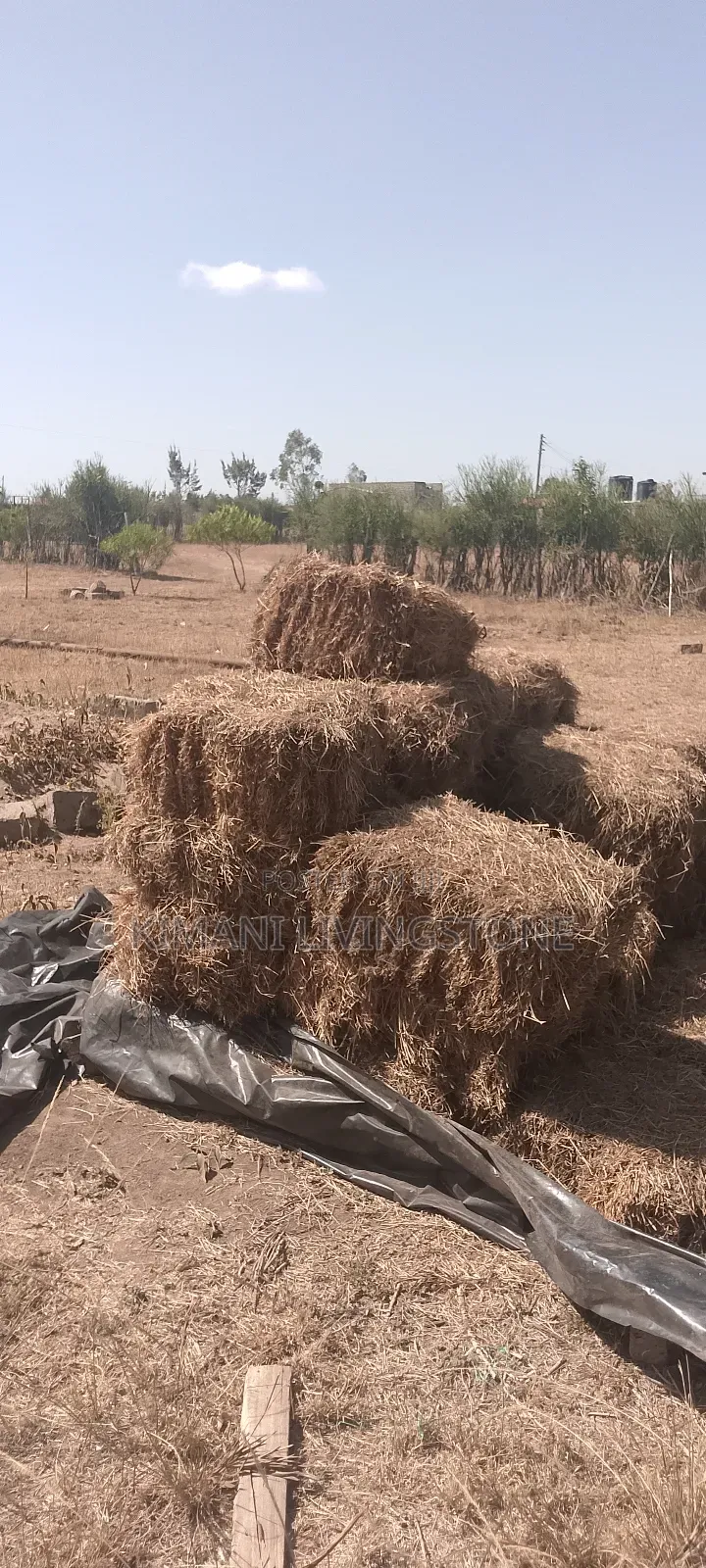 Clean Baled Grass.