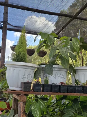 Anthurium Indoor Plant