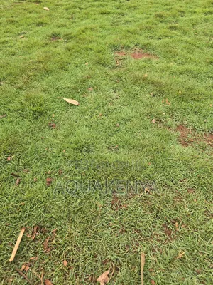 Bermuda Lawns Grass,Natural Grass