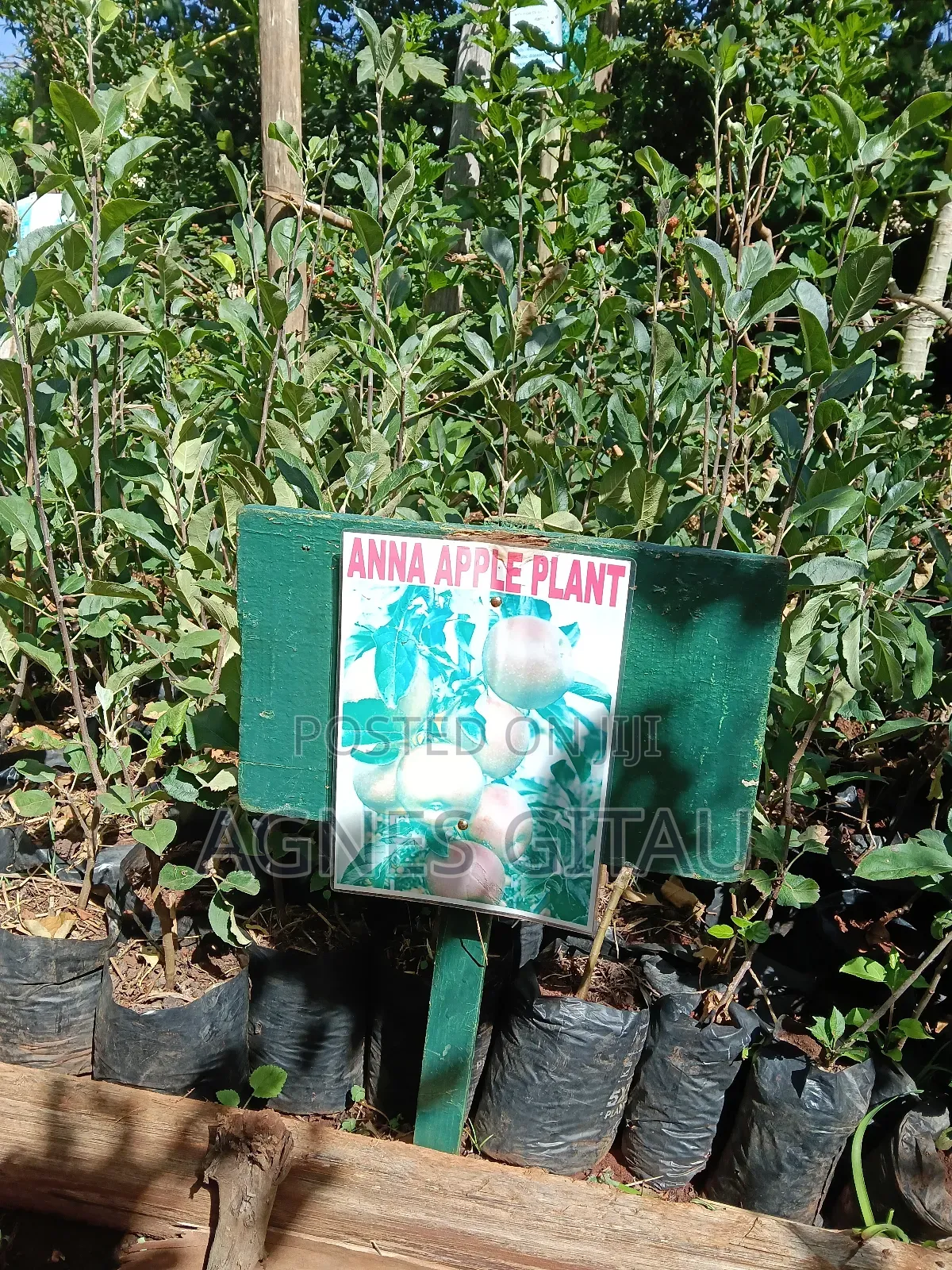 Anna Apple  Seedlings