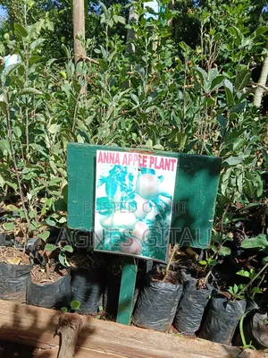 Anna Apple  Seedlings
