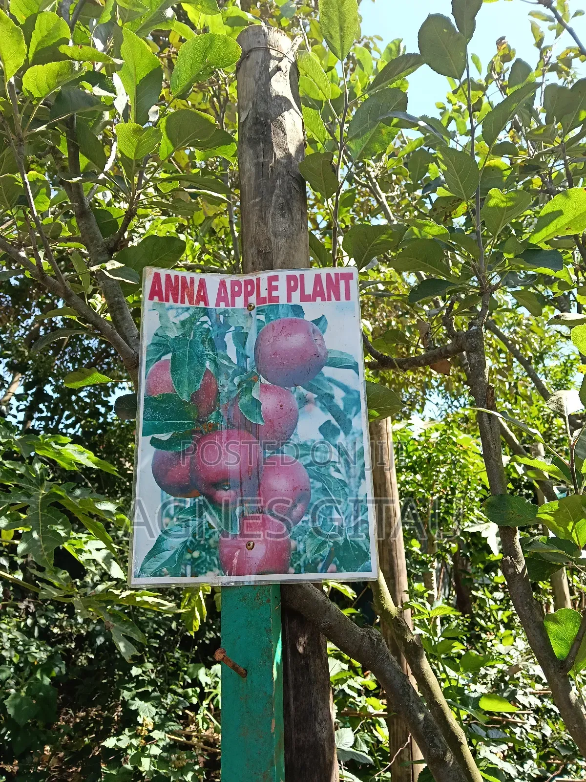 Anna Apple  Seedlings