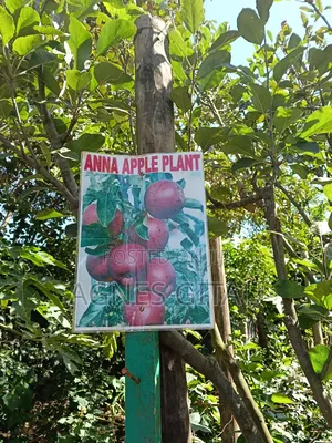Anna Apple  Seedlings