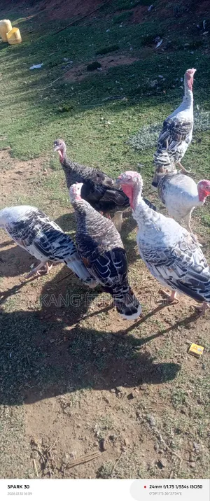 Mature Turkey Hens Available