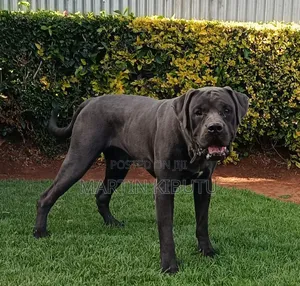 1+ year Male Mixed Breed Cane Corso