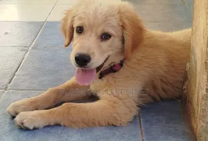 1-3 months Male Purebred Golden Retriever