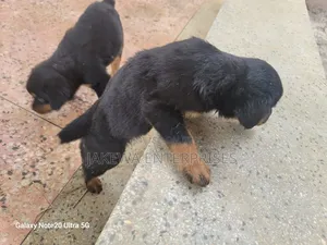 1-3 months Male Purebred Rottweiler