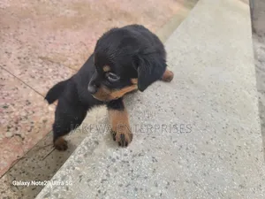 1-3 months Male Purebred Rottweiler