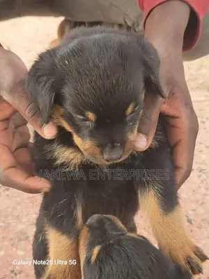 1-3 months Male Purebred Rottweiler