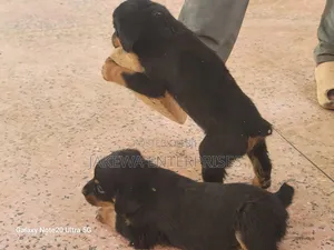 1-3 months Male Purebred Rottweiler